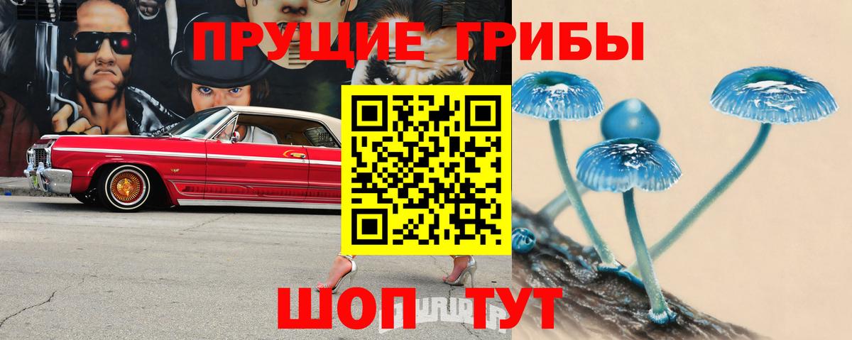 Псилоцибиновые грибы Psilocybe  Вход с VPN  Заволжье  Псилоцибиновые грибы Psilocybe 